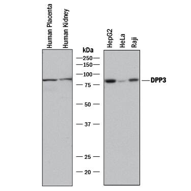 Detection of Human DPP3 antibody by Western Blot.