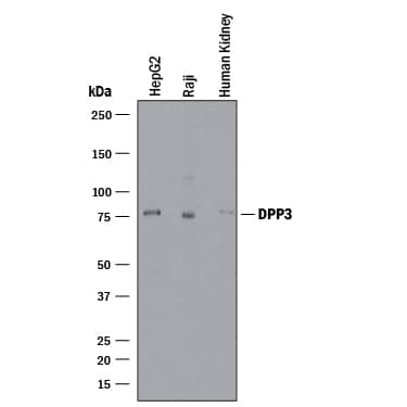 Detection of Human DPP3 antibody by Western Blot.