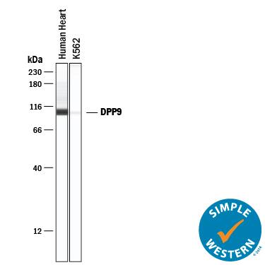 Detection of Human DPP9 antibody by Simple WesternTM.
