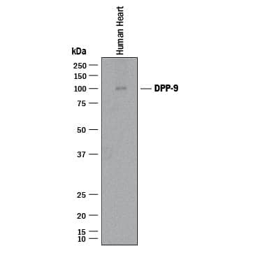 Detection of Human DPP9 antibody by Western Blot.