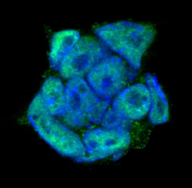 DPPA4 antibody in D3 Mouse Cell Line by Immunocytochemistry (ICC).