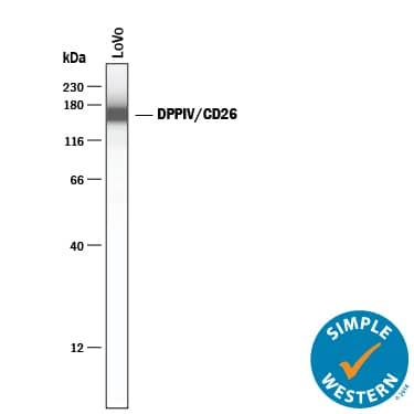Detection of Human DPPIV/CD26 antibody by Simple WesternTM.