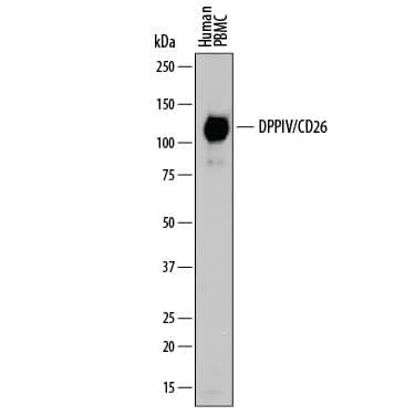 Detection of Human DPPIV/CD26 antibody by Western Blot.