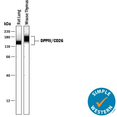Detection of Mouse and Rat DPPIV/CD26 antibody by Simple WesternTM.