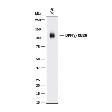 Detection of Human DPPIV/CD26 antibody by Western Blot.