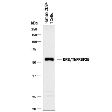 Detection of Human DR3/TNFRSF25 antibody by Western Blot.