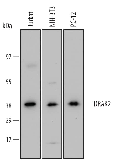 Detection of Human, Mouse, and Rat DRAK2 antibody by Western Blot.