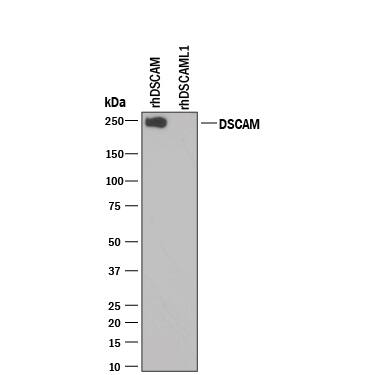 Detection of Recombinant Human DSCAM antibody by Western Blot.