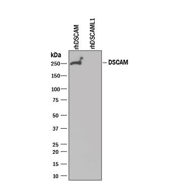 Detection of Recombinant Human DSCAM antibody by Western Blot.