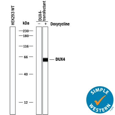 Detection of Human DUX4 antibody by Simple WesternTM.