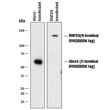 Detection of DYKDDDDK (FLAG®) Epitope Tag antibody by Western Blot.