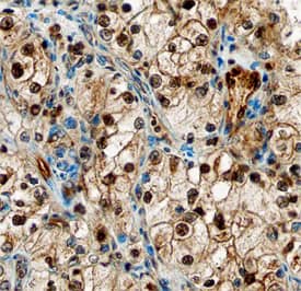 DYRK1A antibody in Human Kidney by Immunohistochemistry (IHC-P).