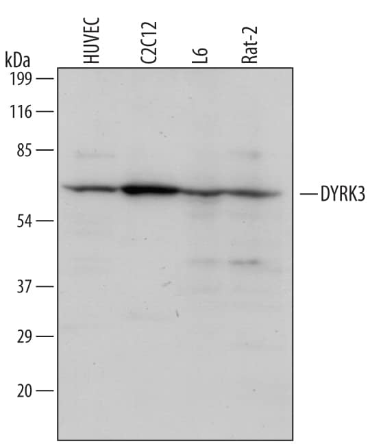 Detection of Human/Mouse/Rat DYRK3 antibody by Western Blot.