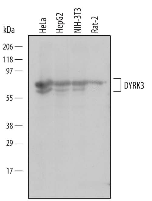 Detection of Human, Mouse, and Rat DYRK3 antibody by Western Blot.