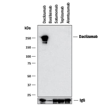 Detection of Daclizumab antibody by Western Blot.