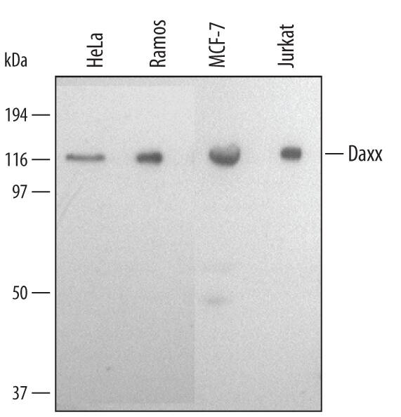 Detection of Human Daxx antibody by Western Blot.