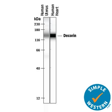 Detection of Human Decorin antibody by Simple WesternTM.