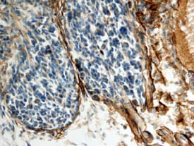 Decorin antibody in Mouse Dorsal Root Ganglia by Immunohistochemistry (IHC-P) by Immunohistochemistry (IHC-Fr).