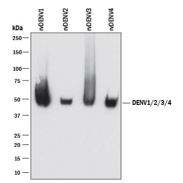 Detection of Dengue Virus NS1 antibody by Western Blot.