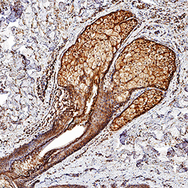 Desmocollin-1 antibody in Mouse Skin by Immunohistochemistry (IHC-Fr).