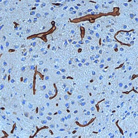 Digoxigenin in Mouse Brain. Digoxigenin antibody in Mouse Brain by Immunohistochemistry (IHC-Fr).