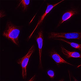 Digoxigenin antibody in HeLa Human Cell Line by Immunocytochemistry (ICC).
