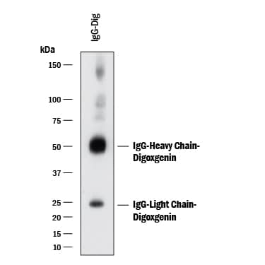 Detection of Digoxigenin antibody by Western Blot.