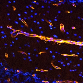 Digoxigenin in Mouse Brain. Digoxigenin antibody in Mouse Brain by Immunohistochemistry (IHC-Fr).
