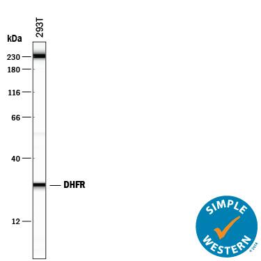 Detection of Human Dihydrofolate Reductase/DHFR antibody by Simple WesternTM.