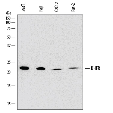 Detection of Human, Mouse, and Rat Dihydrofolate Reductase/DHFR antibody by Western Blot.