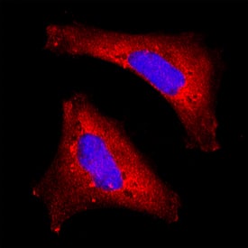 Dihydrolipoamide Dehydrogenase/DLD antibody in HeLa Human Cell Line by Immunocytochemistry (ICC).