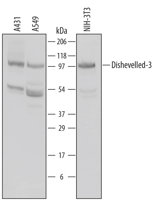 Detection of Human and Mouse Dishevelled-3 antibody by Western Blot.