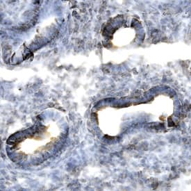 Dkk-1 antibody in Mouse Embryo by Immunohistochemistry (IHC-Fr).