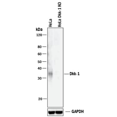 Western Blot Shows Human Dkk-1 Antibody Specificity by Using Knockout Cell Line.
