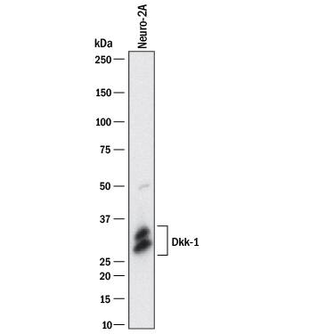 Detection of Mouse Dkk-1 antibody by Western Blot.
