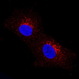 Dkk-2 antibody in SH-SY5Y Human Cell Line by Immunocytochemistry (ICC).