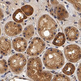 Dkk-2 antibody in Human Kidney by Immunohistochemistry (IHC-P).