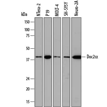 Detection of Human and Mouse Doc2a antibody by Western Blot.