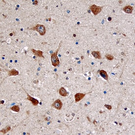 Doc2a antibody in Human Brain by Immunohistochemistry (IHC-P).