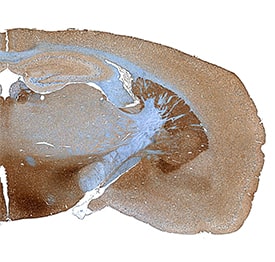 Dopa Decarboxylase/DDC antibody in Mouse Brain by Immunohistochemistry (IHC-Fr).
