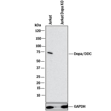 Western Blot Shows Human Dopa Decarboxylase/DDC Antibody Specificity by Using Knockout Cell Line.