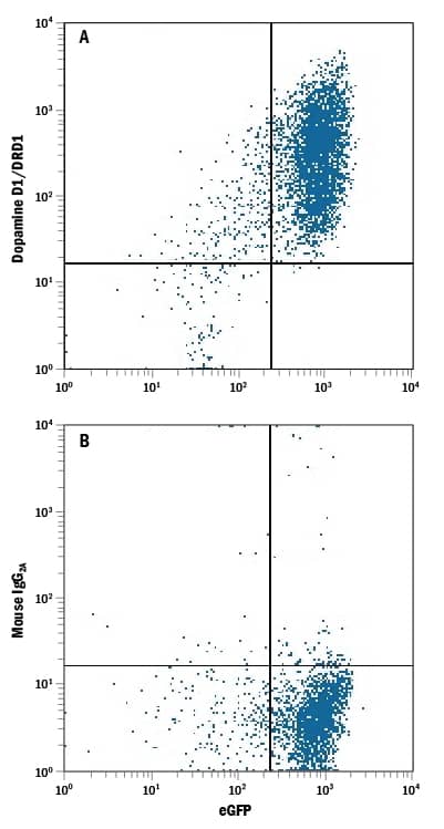 Detection of Dopamine D1 R/DRD1 antibody in HEK293 Human Cell Line Transfected with Human Dopamine D1/DRD1 and eGFP antibody by Flow Cytometry.