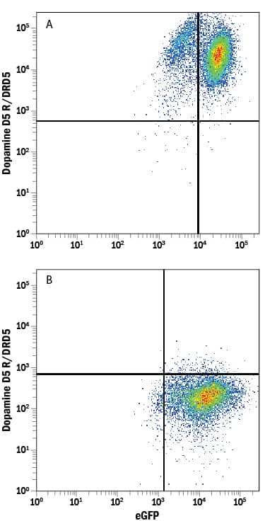 Detection of Dopamine D5 R/DRD5 antibody in HEK293 Human Cell Line Transfected with Human Dopamine D5 R/DRD5 and eGFP antibody by Flow Cytometry.