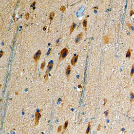 Dopamine D5 R/DRD5 antibody in Human Brain by Immunohistochemistry (IHC-P).