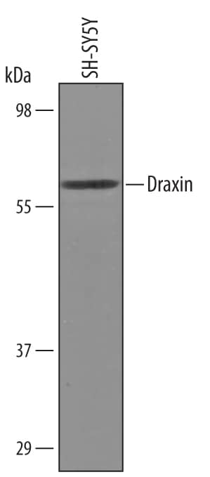 Detection of Human Draxin antibody by Western Blot.