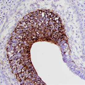 Draxin antibody in Mouse Embryo by Immunohistochemistry (IHC-Fr).