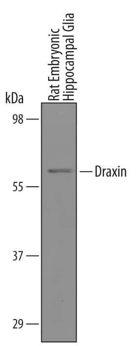 Detection of Rat Draxin antibody by Western Blot.