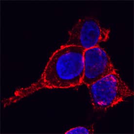 Drebrin 1 antibody in HeLa Human Cell Line by Immunocytochemistry (ICC).
