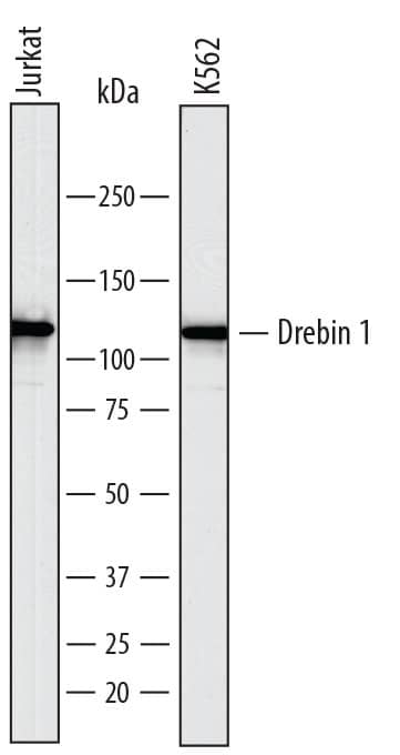 Detection of Human Drebrin 1 antibody by Western Blot.