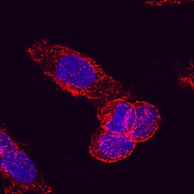 Drebrin 1 antibody in HeLa Human Cell Line by Immunocytochemistry (ICC).